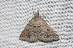 Dichromodes mesogonia