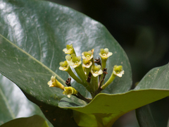 Posoqueria latifolia