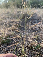 Eragrostis curtipedicellata