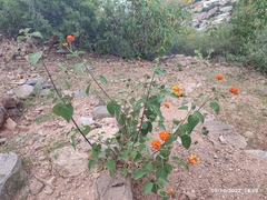 Lantana horrida