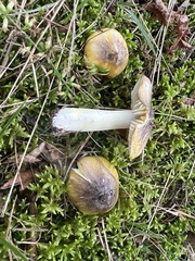 Tricholoma