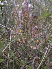 Sphaerolobium vimineum