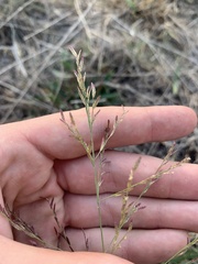 Eragrostis curtipedicellata