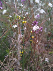 Sphaerolobium vimineum