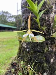 Epidendrum