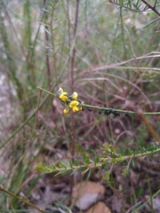 Sphaerolobium vimineum