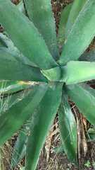 Agave salmiana