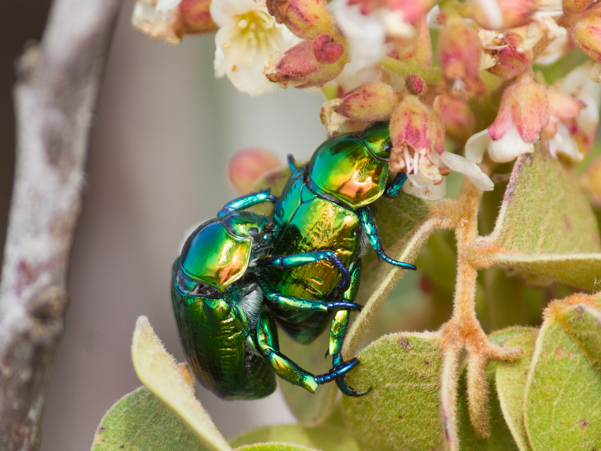 Precious Metal Beetle (Pelidnota sumptuosa) · iNaturalist
