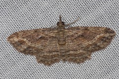 Chloroclystis filata