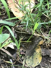 Lithobates kauffeldi