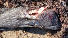 Centropristis striata