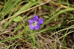 Ruellia spissa