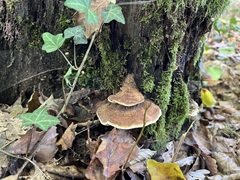 Coriolopsis gallica