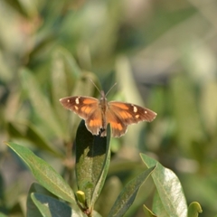 Libytheana carinenta mexicana
