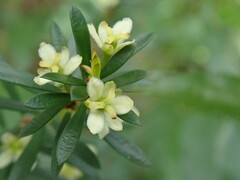 Micrantheum hexandrum