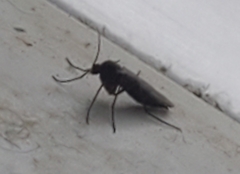 Insecta