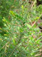 Micrantheum hexandrum