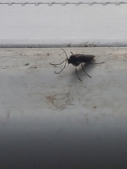 Insecta