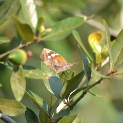 Libytheana carinenta mexicana