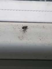 Insecta