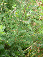 Micrantheum hexandrum