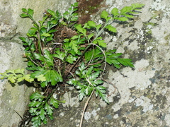 Asplenium chathamense