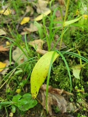 Orchidoideae