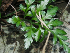 Asplenium chathamense