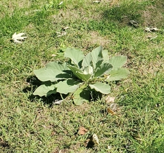 Verbascum thapsus