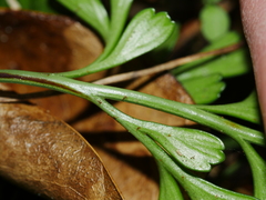 Asplenium chathamense