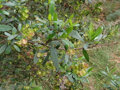 Dodonaea viscosa spatulata