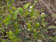 Myrcia