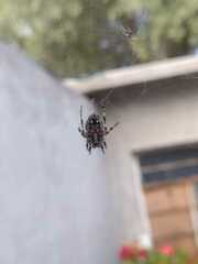 Neoscona orizabensis