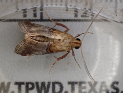 Cacozelia basiochrealis