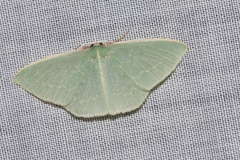 Chlorocoma melocrossa