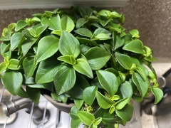 Callisia repens