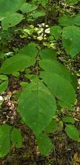 Fraxinus americana