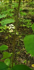 Fraxinus americana