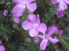 Linanthus californicus