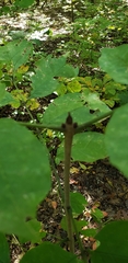 Fraxinus americana
