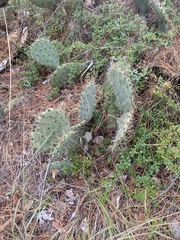Opuntia gilvescens