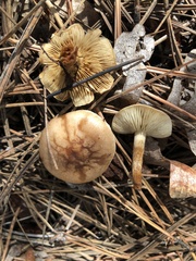 Pholiota lenta
