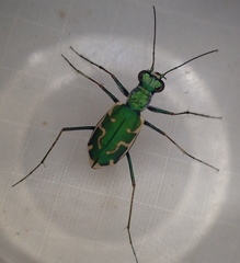 Ellipsoptera marutha