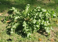 Rumex crispus