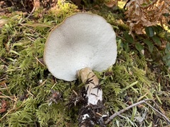 Jahnoporus hirtus