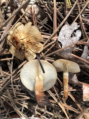 Pholiota lenta