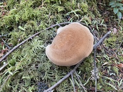 Jahnoporus hirtus