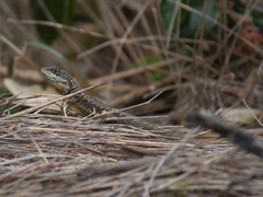 Tropidurus