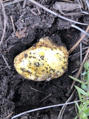 Rhizopogon luteorubescens