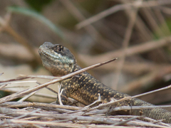 Tropidurus